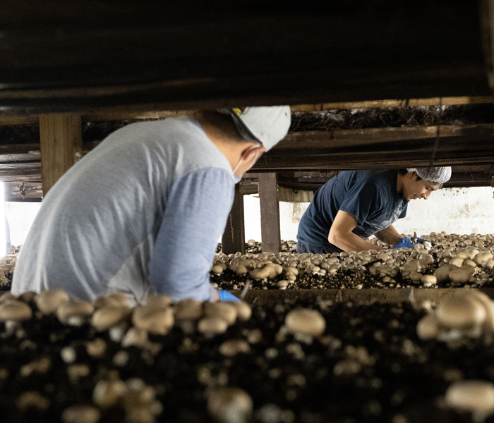 Mushroom Harvesting